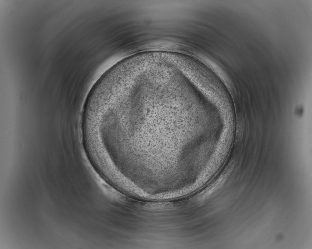 X0000099411434200805301336