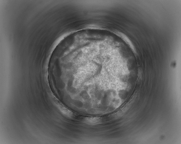 X0000099411435200805301336