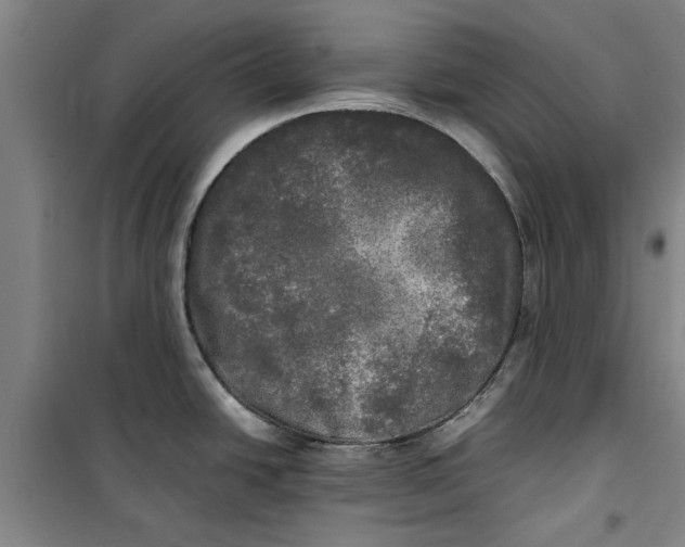 X0000099411438200805301336