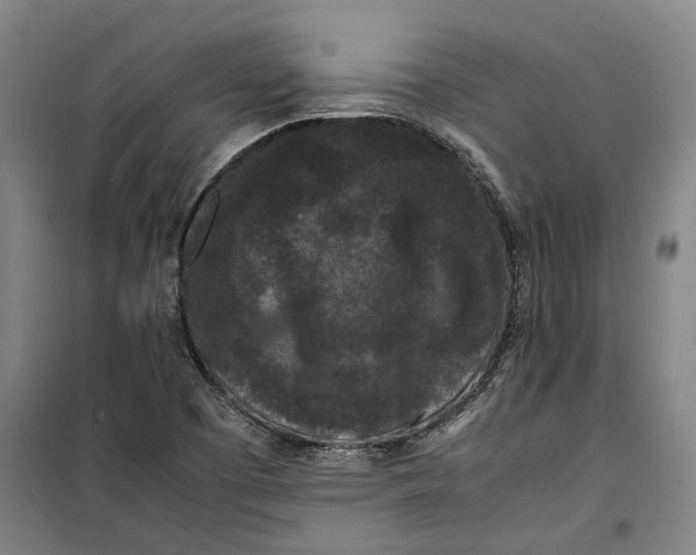 X0000099411457200805301335