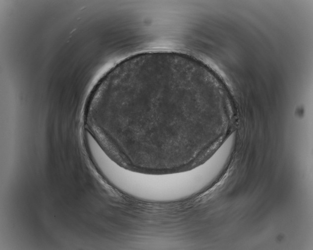 X0000099411469200805301335