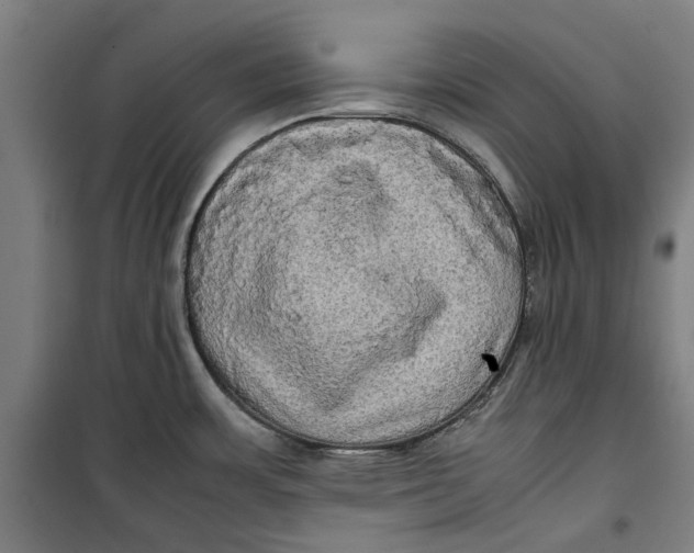 X0000099411483200805301335