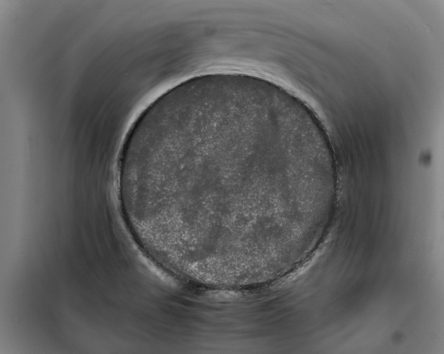 X0000099411517200805301334