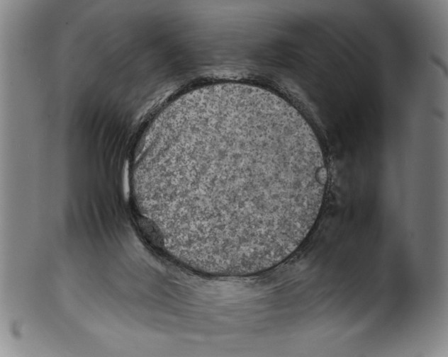 X0000099410020200806060942