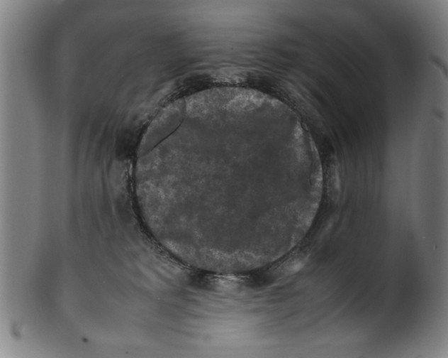 X0000099410229200806060939