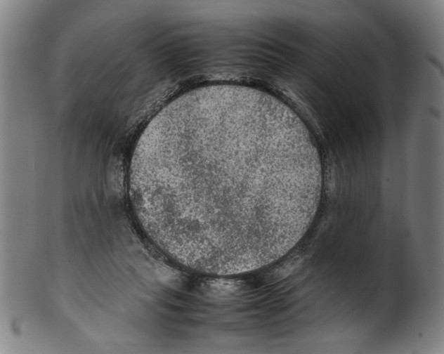 X0000099410261200806060938