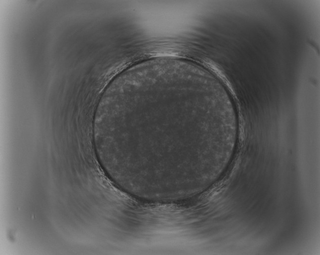 X0000099410385200806060937