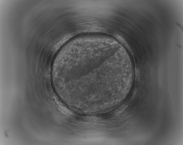 X0000099410389200806060937