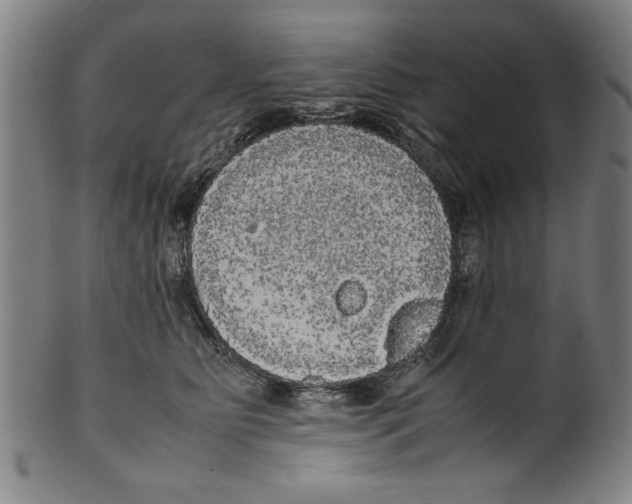 X0000099410515200806060935