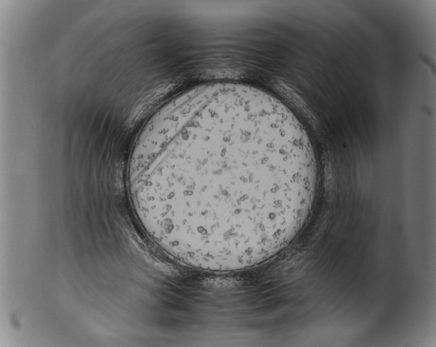 X0000099410537200806060934