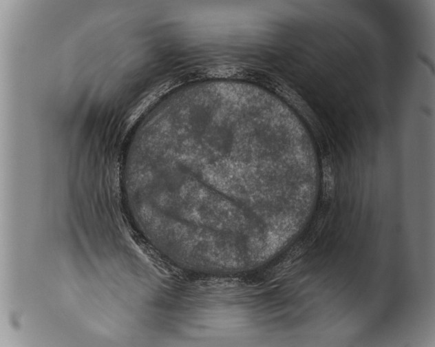 X0000099410626200806060932