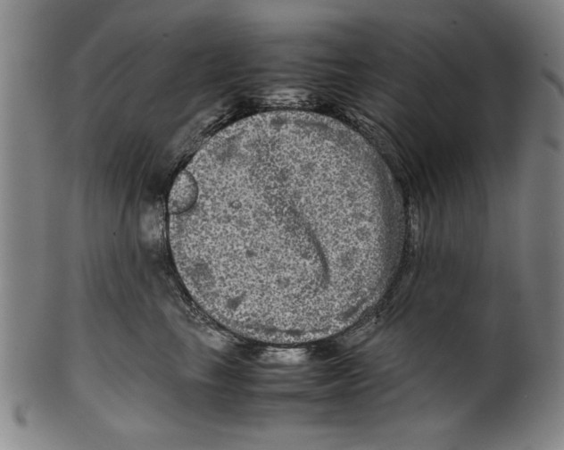 X0000099410665200806060933