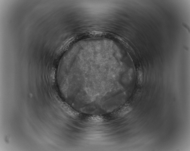 X0000099410668200806060933