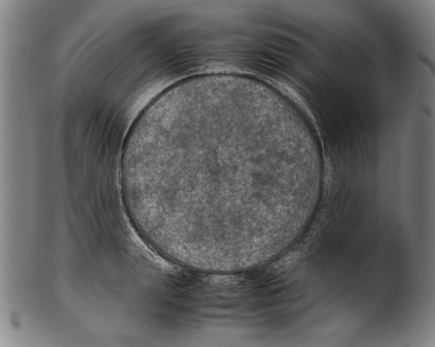 X0000099410847200806060930