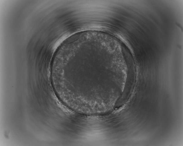 X0000099410944200806060928