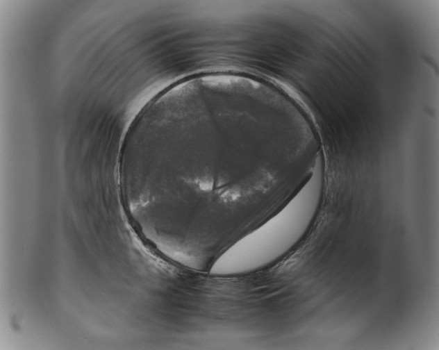 X0000099410951200806060928