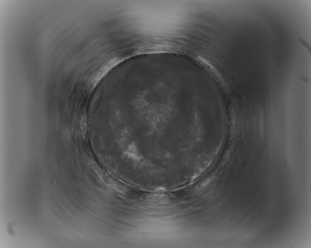 X0000099411457200806060920