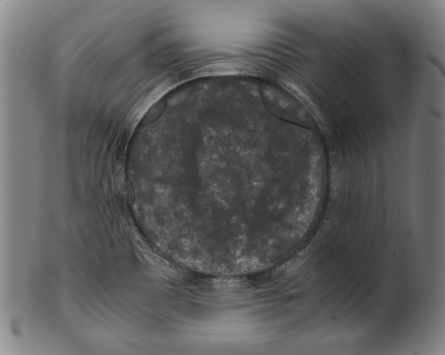 X0000099411465200806060920