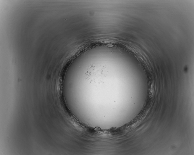X0000099420424200805090755