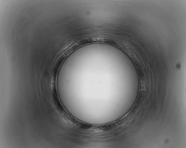 X0000099420648200805090752
