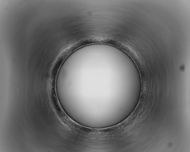 X0000099420736200805090750
