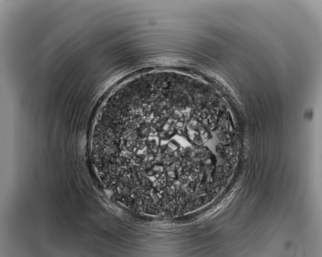 X0000099421065200805090745