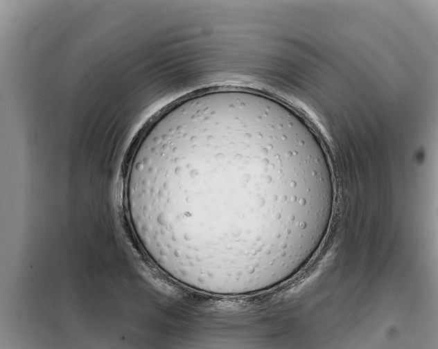 X0000099421125200805090744