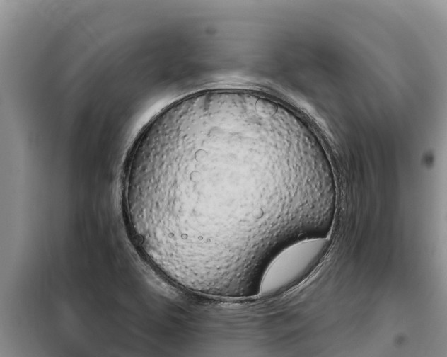 X0000099421463200805090739