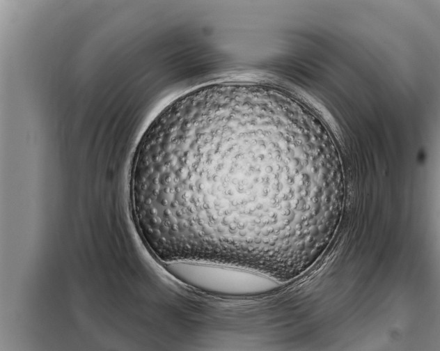 X0000099421483200805090739