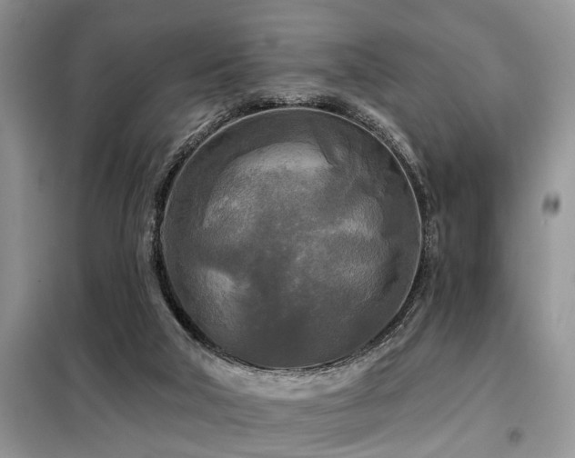 X0000099420018200805091254