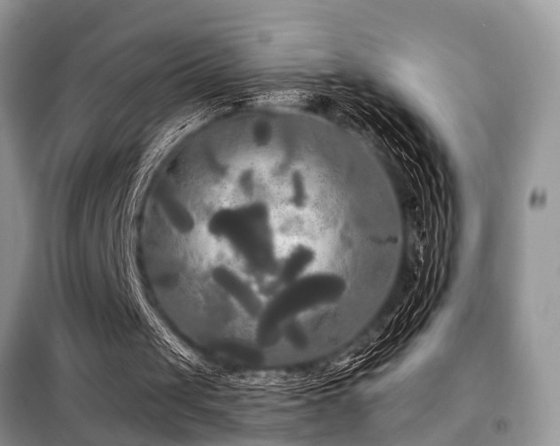 X0000099420049200805091252