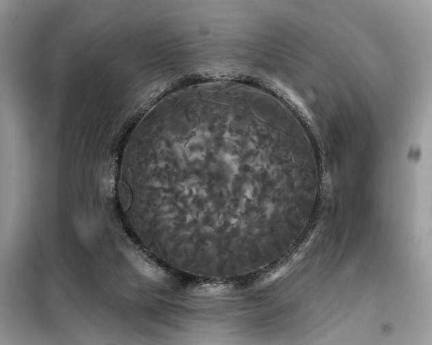 X0000099420065200805091253