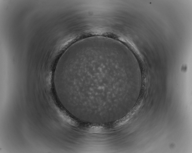 X0000099420066200805091253