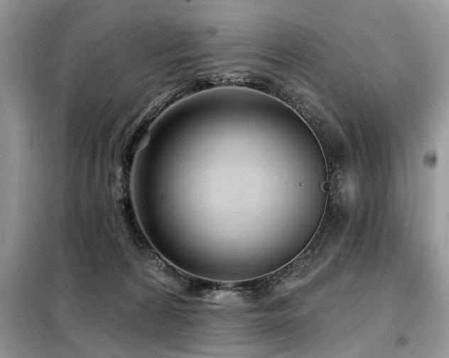 X0000099420224200805091250