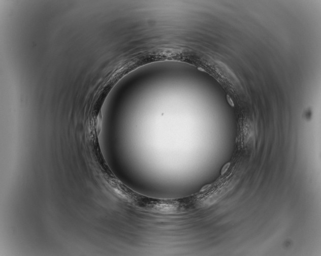 X0000099420236200805091250
