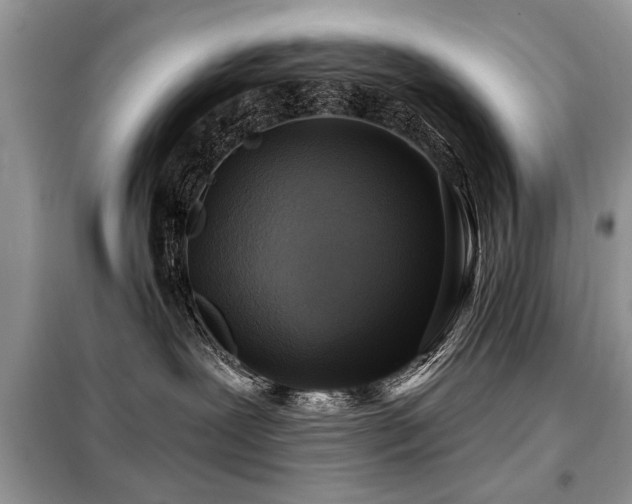 X0000099420239200805091250
