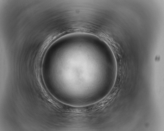 X0000099420241200805091250
