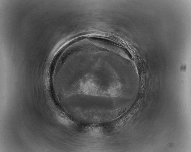X0000099420247200805091250