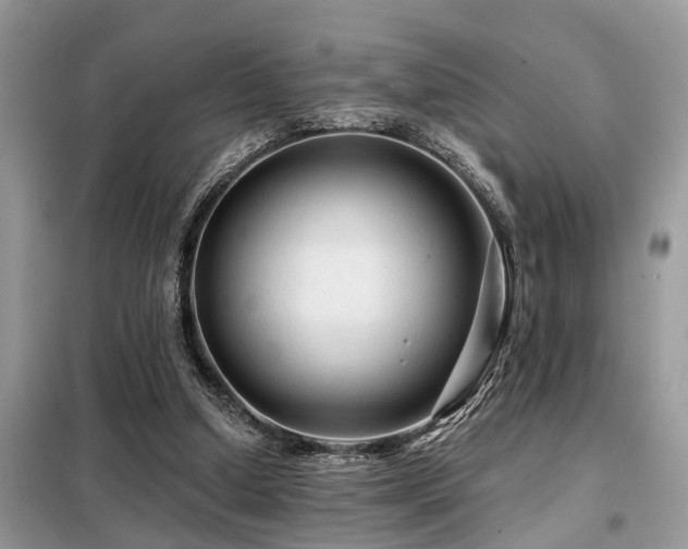 X0000099420250200805091250