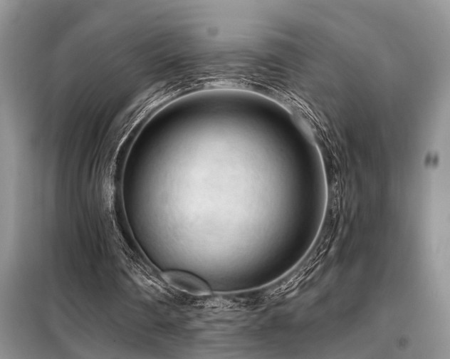 X0000099420290200805091249