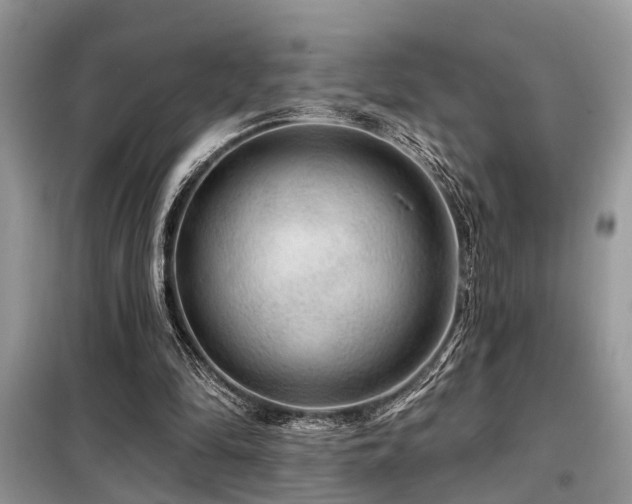 X0000099420294200805091249