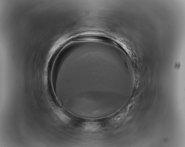 X0000099420296200805091249