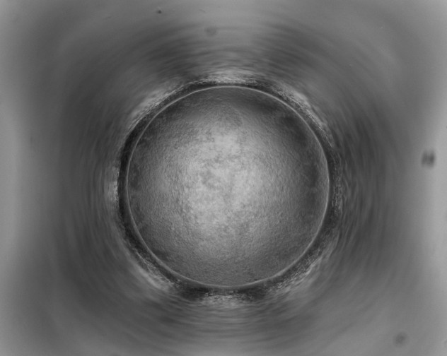 X0000099420299200805091249