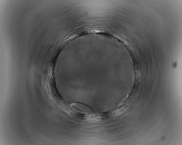 X0000099420331200805091249