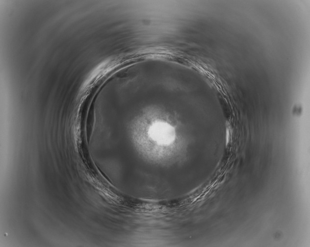 X0000099420339200805091248