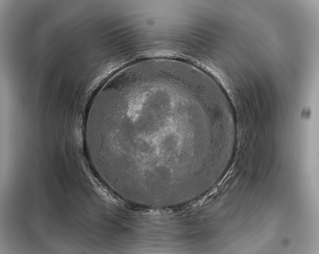 X0000099420345200805091248