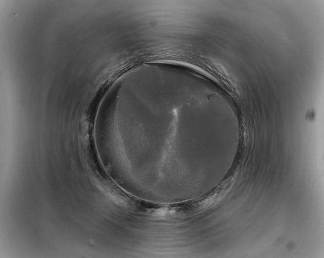 X0000099420366200805091248
