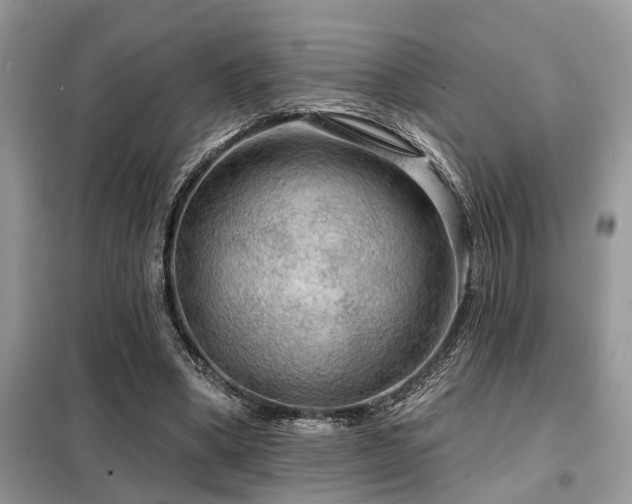 X0000099420394200805091248