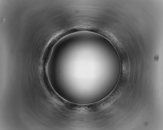 X0000099420396200805091248