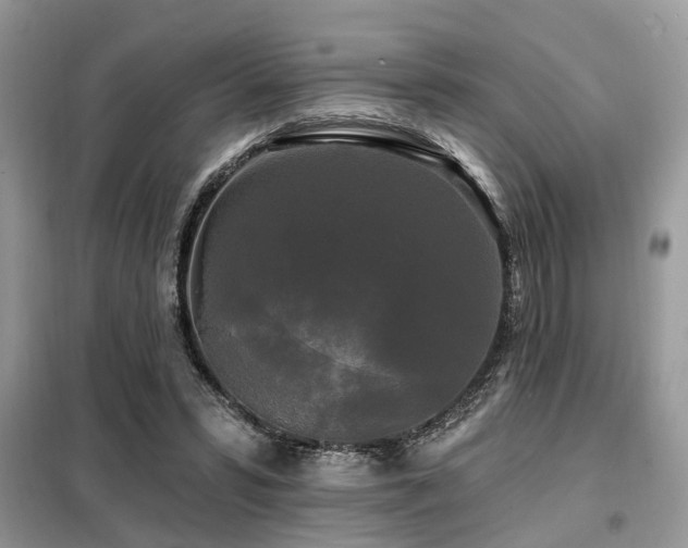 X0000099420399200805091248